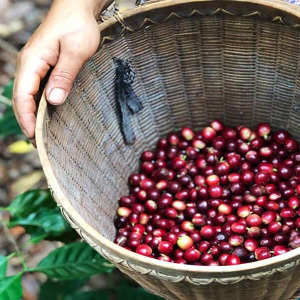 Myanmar Backyard Coffee, 120 g